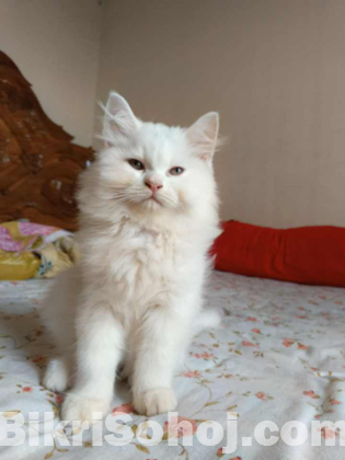 White Persian cat